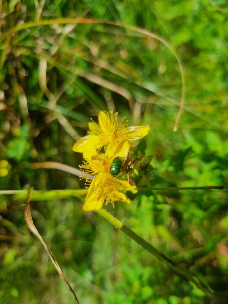 iridescent green bug on a yellow flower