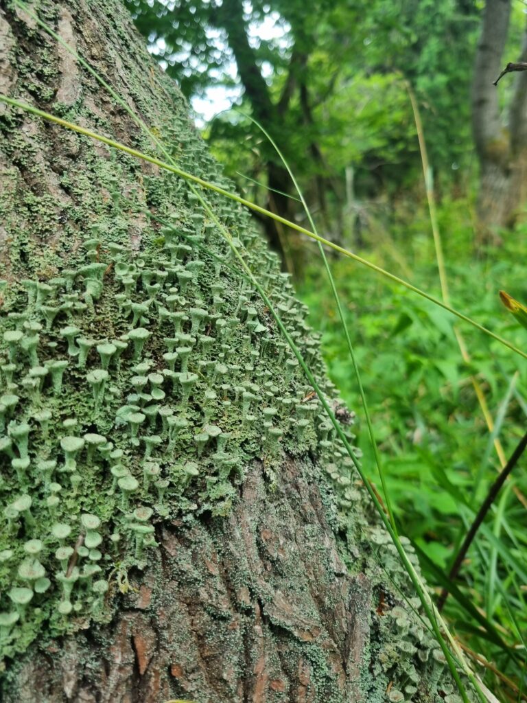 lichen growing on the trunk of a tree