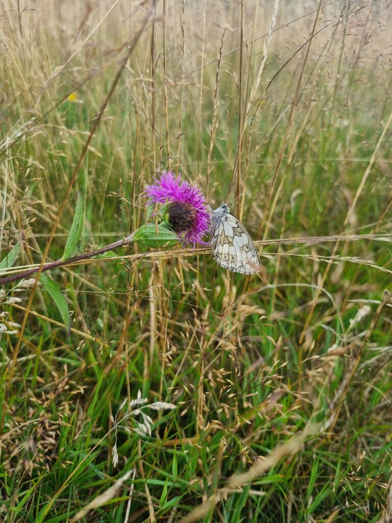 butterfly sitting on a purple flower in a grassy meadow
