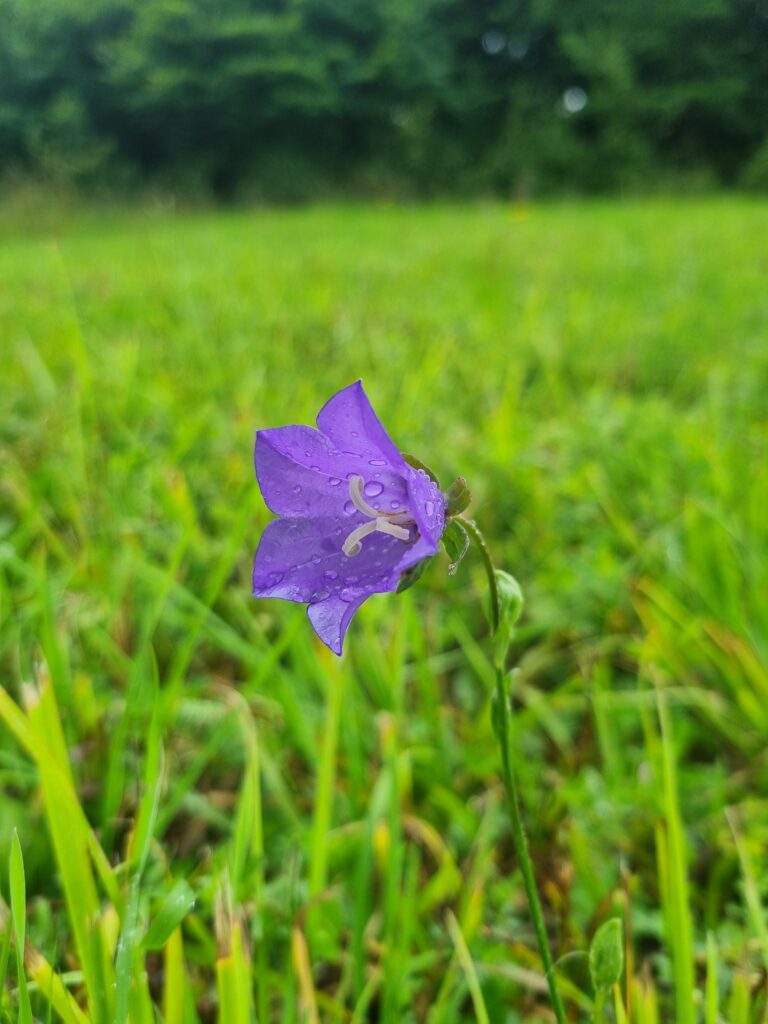 blue bell-shaped flower against green grassy background