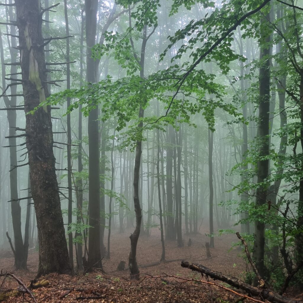 beech woods in the mist