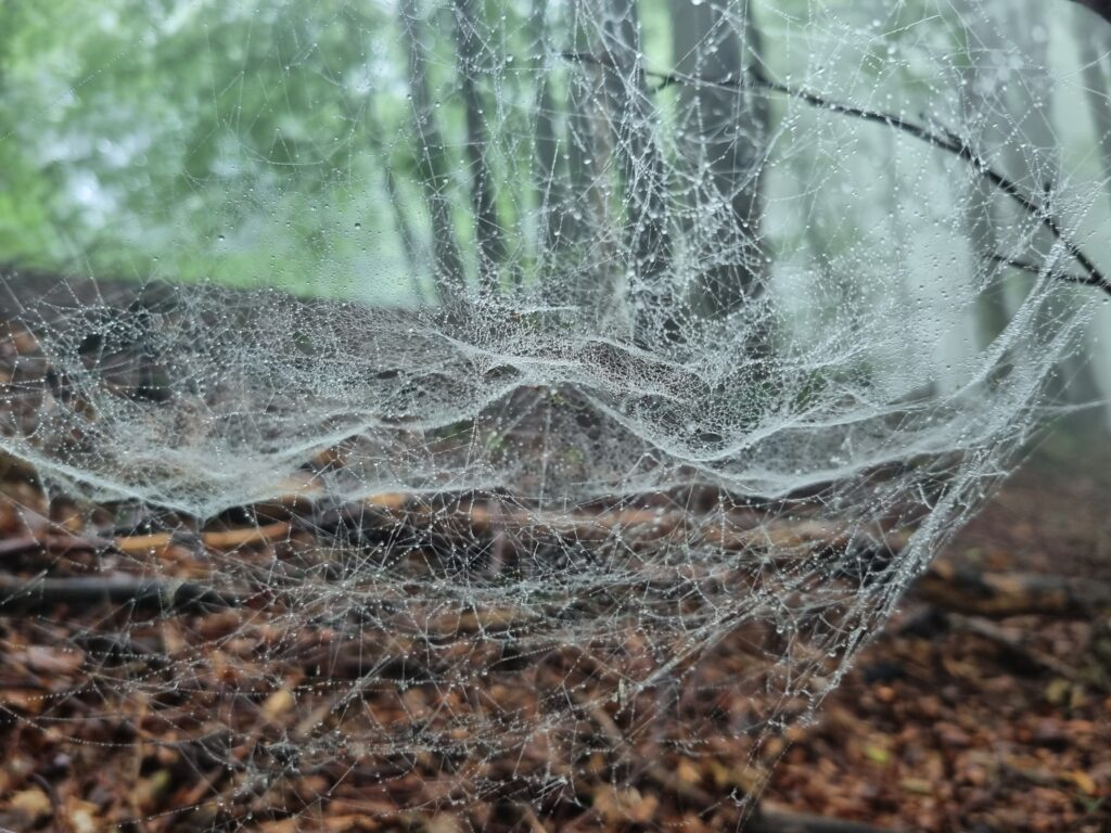siper web with raindrops in the woods