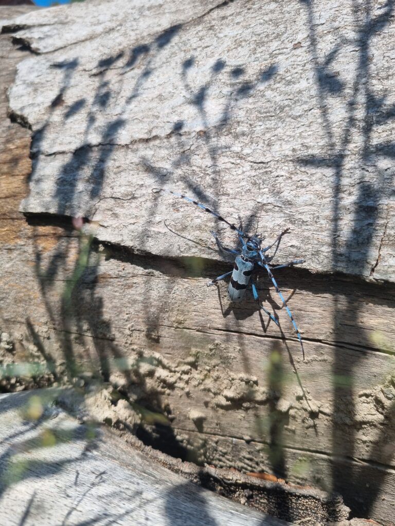 blue and black bug sitting on a beech log